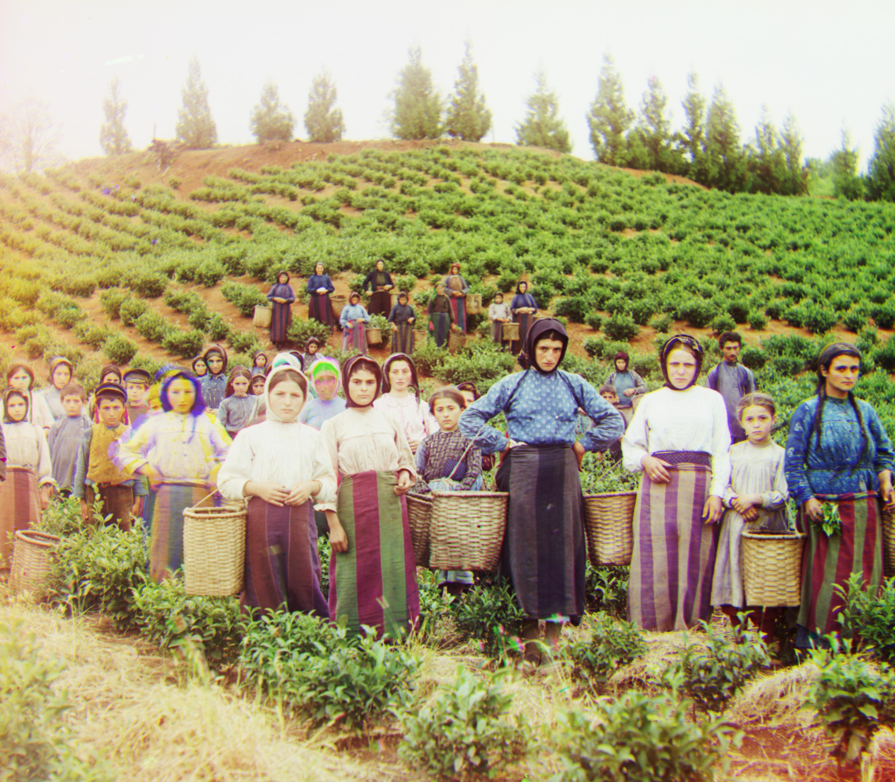 Colorized Harvesters