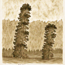 Hybrid Image of Easter Island Moai and a Forest